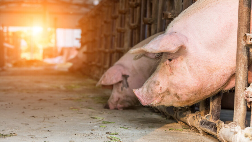 Gde je zabeležen pad cene tovljenika, a gde jagnjadi?