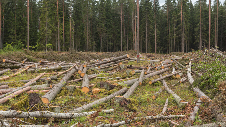 Uhapšen Gradiščanin: Bespravno posjekao i otuđio 119 stabala drveta
