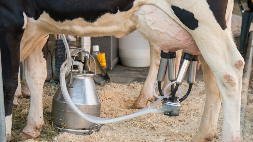 Premije za mleko za treći kvartal do kraja godine - proizvođačima koji su uredno podneli zahteve