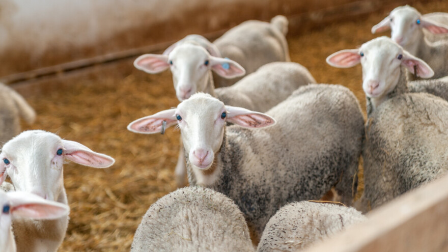 Oluja izazvala tragediju: Na farmi uginulo 3.000 jagnjadi zbog nestanka struje