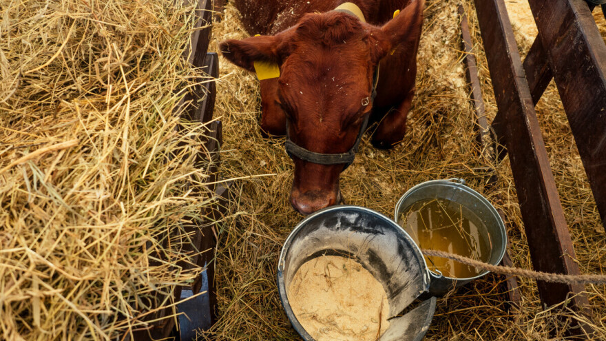 Virus plavog jezika širi se u dve evropske države - koji su simptomi i kako ga sprečiti?
