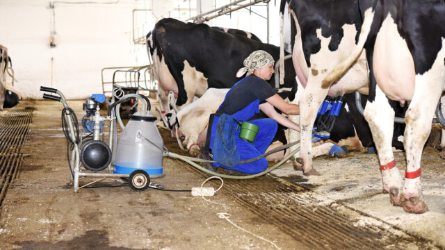 Mlijeko u FBiH bilježi skok: Rastu i količine i kvalitet