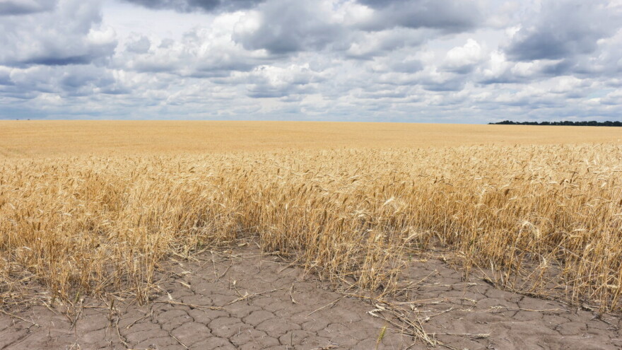 Zbog suše neće vršiti pšenicu, životinje osuđene da piju mulj