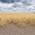 Zbog suše neće vršiti pšenicu, životinje osuđene piti mulj
