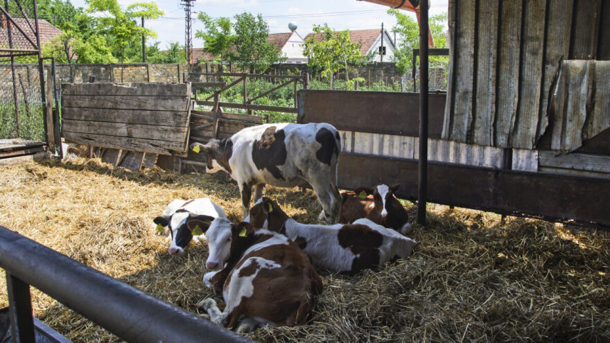RZS: Pad broja grla svih vrsta stoke u Srbiji, osim ovaca. Posledice mogu biti ozbiljne