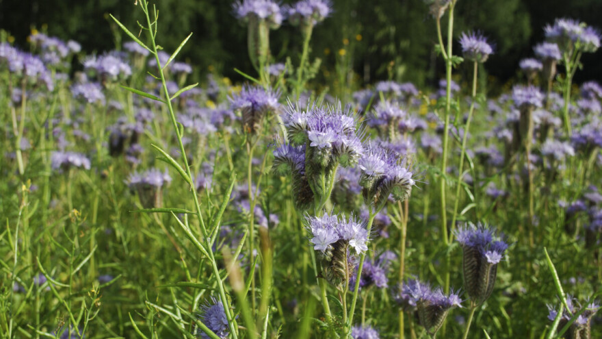 Facelija - proizvodna i medonosna