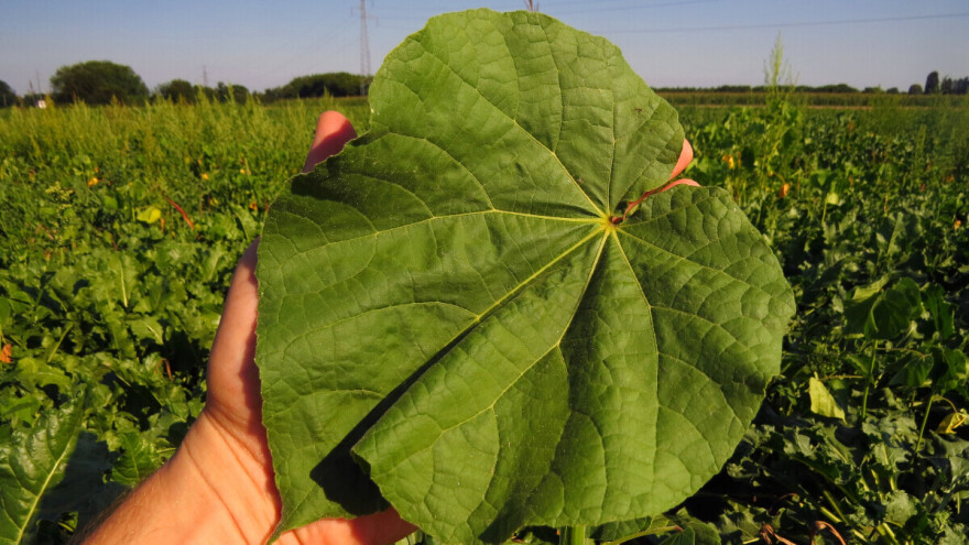 Znate li da ovaj korov može smanjiti prinos kukuruza do čak 80 posto?