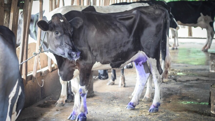 Zbog slinavke i šapa zabranjen uvoz pošiljki iz Mađarske, Brandenburga i Berlina