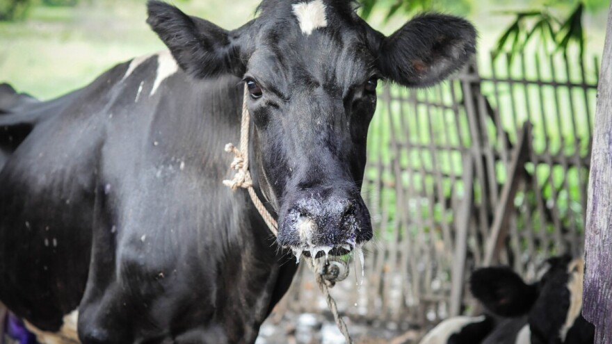 Mljekari traže hitne mjere zbog slinavke i šapa: Zabraniti uvoz životinja iz rizičnih područja