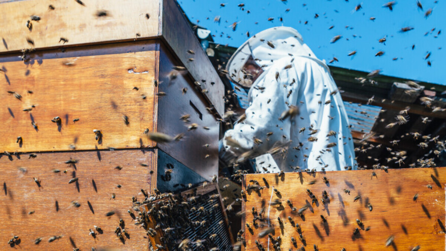 Ako nema pčela, nema ni nas - to znamo svi, ali zašto nas nije briga?