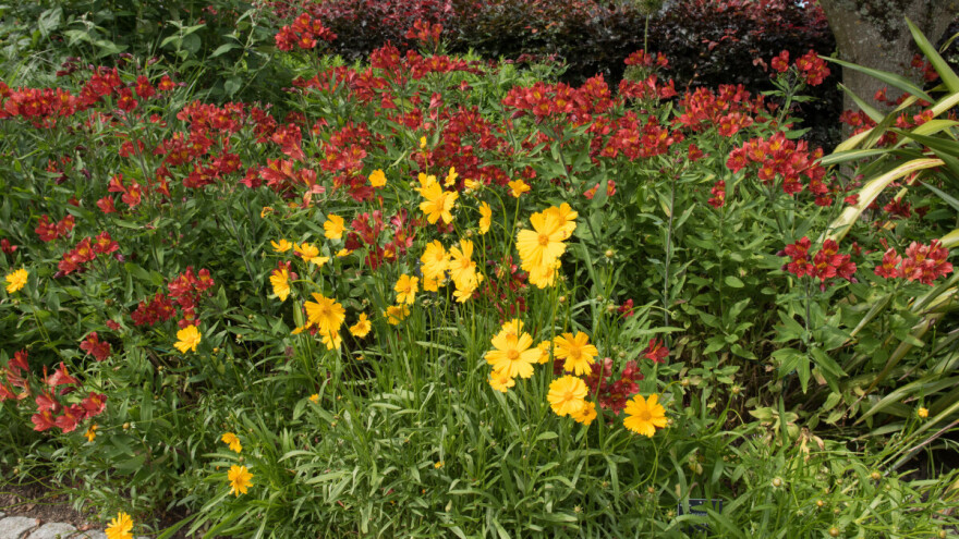 Pet trajnica koje treba orezati u avgustu za kasno bujno cvjetanje