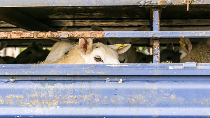 U Slovačkoj potvrđen novi slučaj slinavke i šapa,  u Srbiji nije zabeležen nijedan
