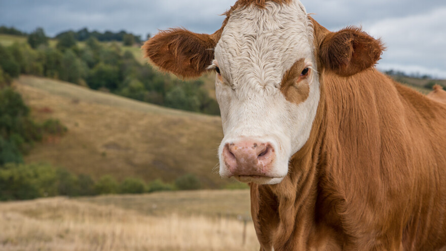 Medeon prodat za 153.000 evra - jedan od najskupljih simentalskih bikova