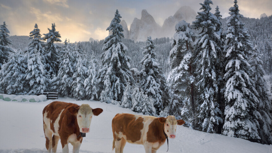 Krave se zaglavile u snegu - helikopterom im donosili hranu