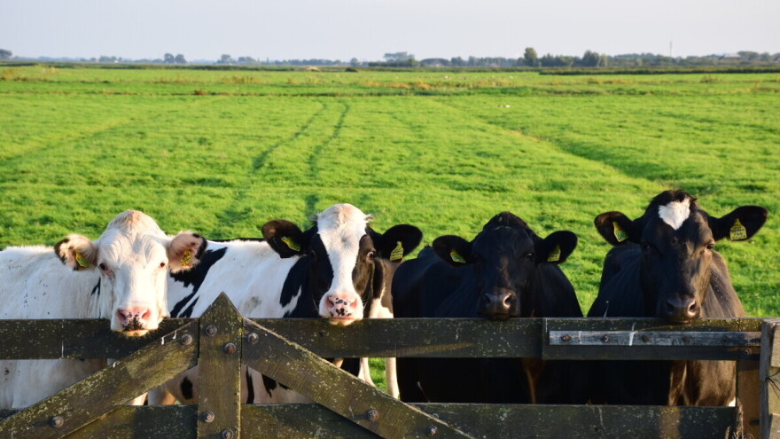 Kako je stočarstvo postalo glavni 'krivac' za emisije gasova sa efektom staklene bašte?