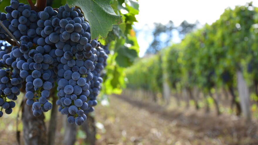 Oplenačka berba od 11. do 13. oktobra u Topoli