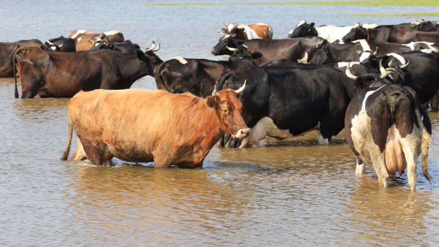 Razorne poplave u Australiji: Više od 19.000 goveda uginulo ili nestalo
