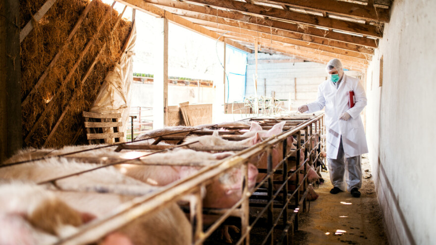 Potvrđena afrička svinjska kuga: Vitez pod nadzorom