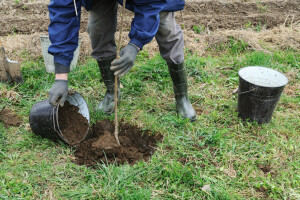 Vratimo stare sorte u naše voćnjake