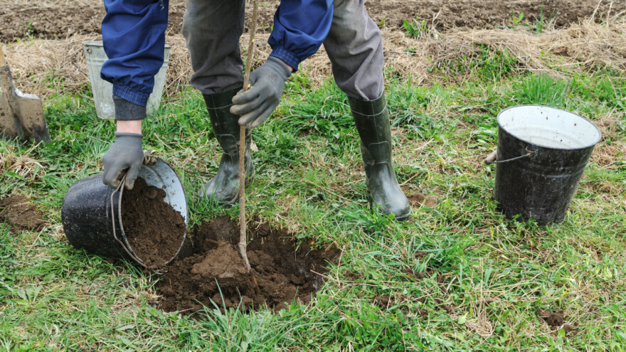 Vratimo stare sorte u naše voćnjake