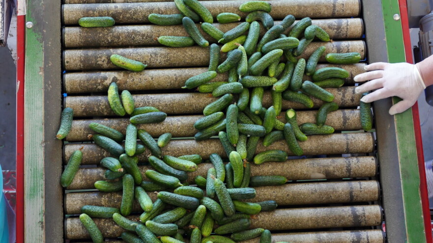 Počelo sklapanje ugovora za otkup kornišona u BiH: Šta trebate znati?