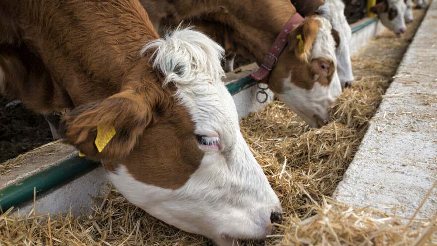 Prvo osjemenjivanje junice: Zašto je tjelesna masa važnija od dobi?