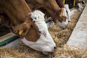 Prvo osemenjavanje junice: Zašto je telesna masa važnija od uzrasta?