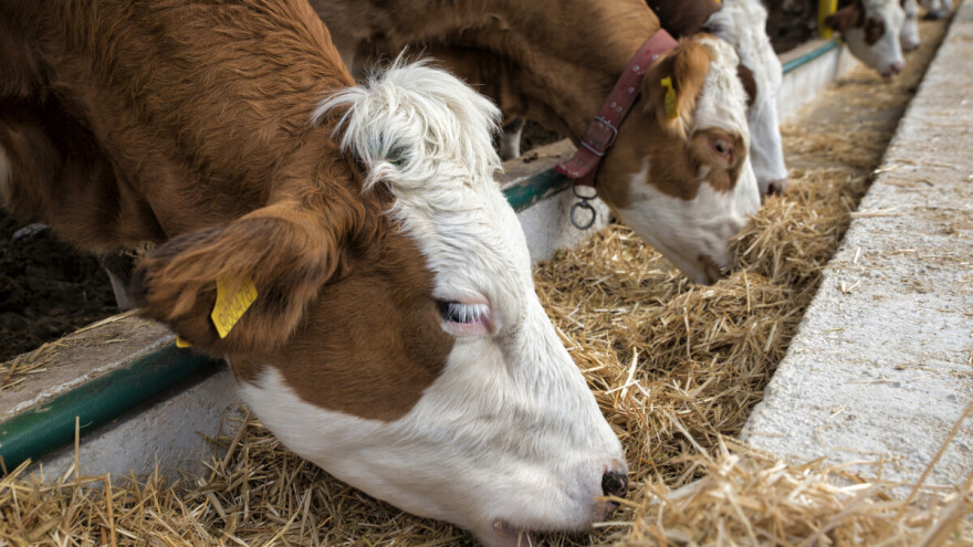 Prvo osemenjavanje junice: Zašto je telesna masa važnija od uzrasta?
