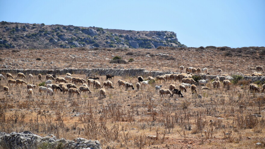 Stočari kolju životinje zbog suše, a mafija zarađuje na plavom zlatu
