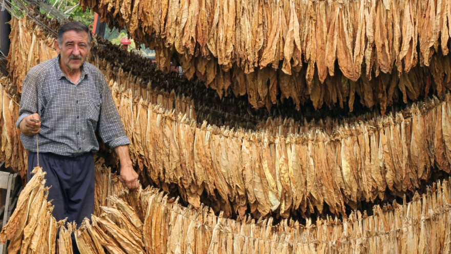 Put duhana: Od lijeka protiv glavobolje za kraljicu, do komercijalne kulture