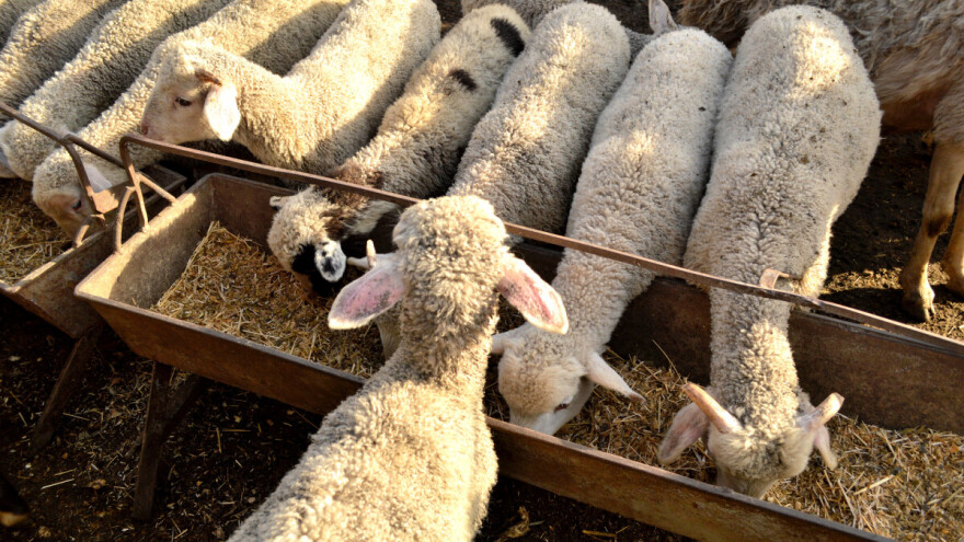 Prasići do 450 din/kg, cena jagnjadi u padu