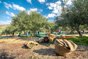 Mediteranski ugođaj, na kakav niste navikli: Neum zove na berbu maslina