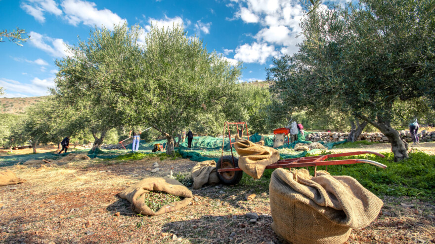 Mediteranski ugođaj, na kakav niste navikli: Neum zove na berbu maslina
