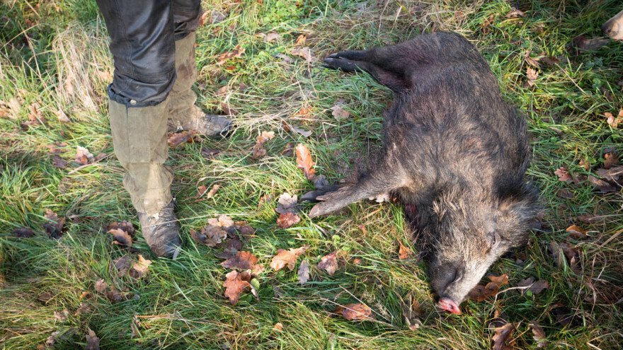 Zbog očekivane migracije divljih svinja iz Hrvatske, lovci pozvali na intenzivniji odstrel