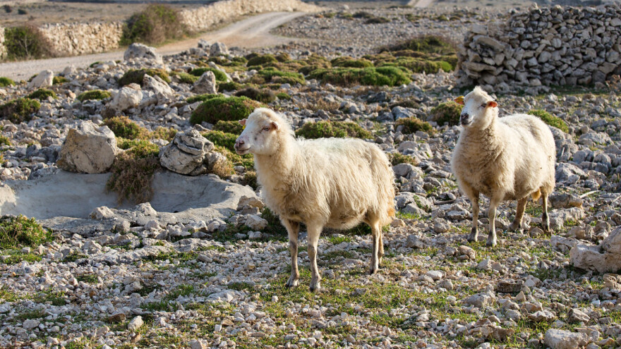 Širi se bolest plavog jezika u bh. susjedstvu, ne jenjava ni bedrenica