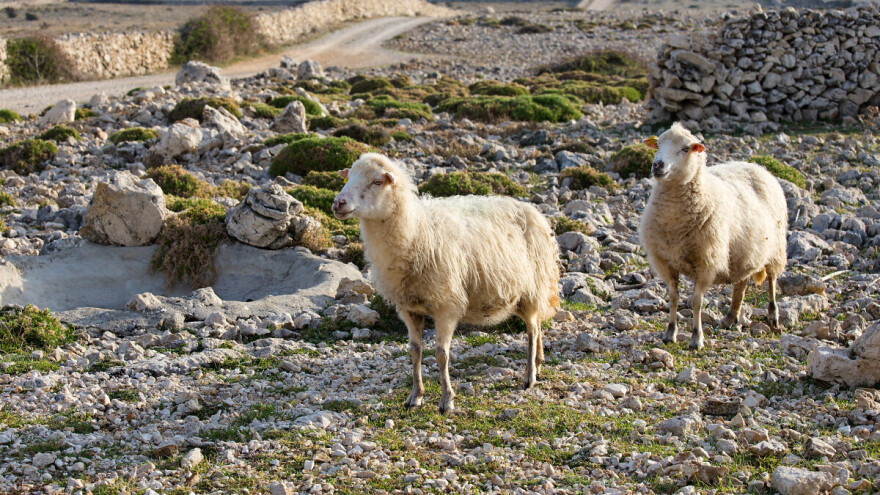 Bolest plavog jezika potvrđena u Hrvatskoj u šest županija, ne jenjava ni antraks
