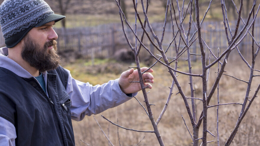 Zašto puca kora stabla i kako sanirati pukotine?