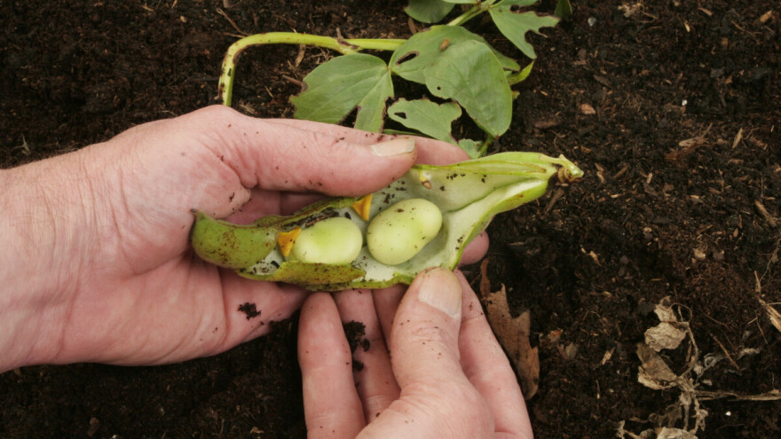 Za ishranu stoke i ljudi,  kao đubrivo i ogrev. Bob ima veliki značaj, a evo saveta za uzgoj
