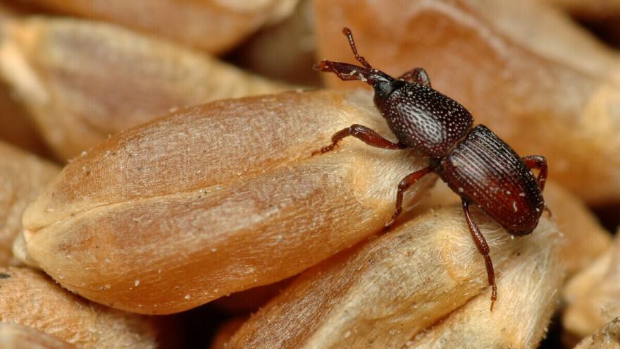 Zašto je mjerenje temperature i vlage žitarica važno za suzbijanje žitnog žiška?