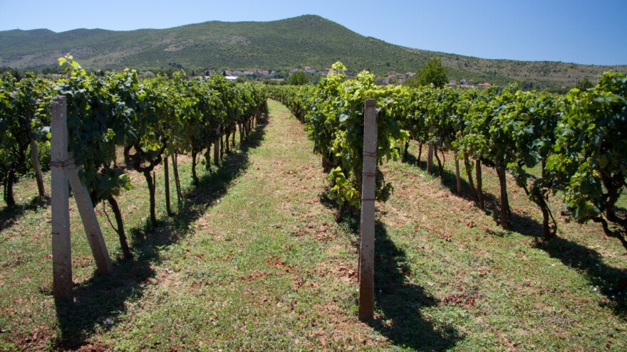 Festival Vinske ceste Hercegovine 4. jula u Mostaru