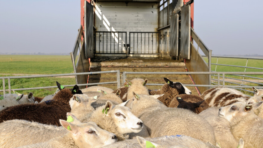 Da li i nama preti kuga malih preživara? Od danas pojačane mere na granicama