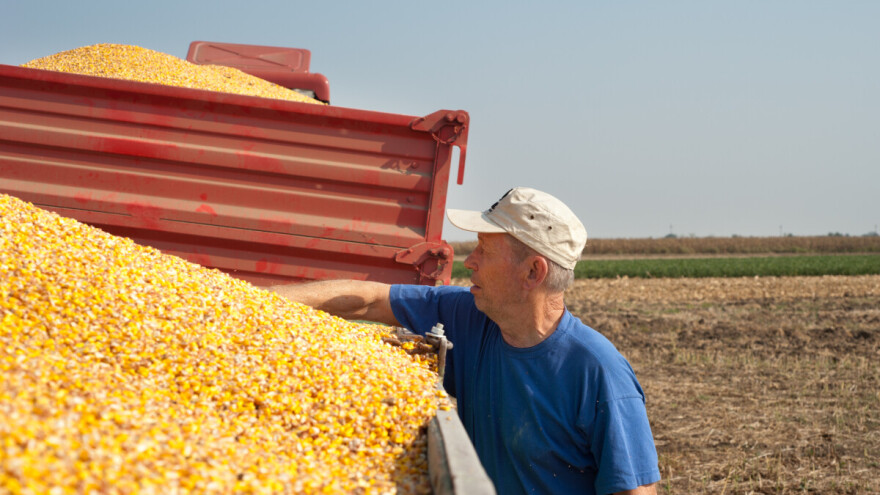Isplaćeno 205 hiljada KM poticaja za otkup sjemenskog kukuruza