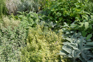 Evo TOP 7 vrsta lekovitih biljaka za svaku baštu