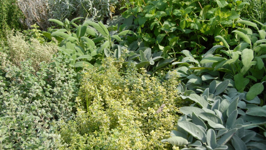 Evo TOP 7 vrsta ljekovitog bilja za svaki vrt