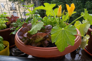 Evo devet pravila za uzgoj povrća i začinskog bilja na balkonu