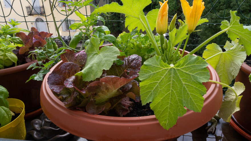 Evo 9 pravila za uzgoj povrća i začinskog bilja na balkonu