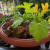 Evo 9 pravila za uzgoj povrća i začinskog bilja na balkonu