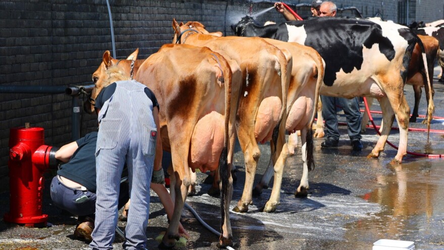 Životinje teško podnose vrućine: Kako spriječiti fatalne ishode?