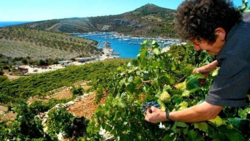 Šibensko vino točit će se u Skradinu