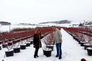 Sibirska borovnica uspeva i u Vranju